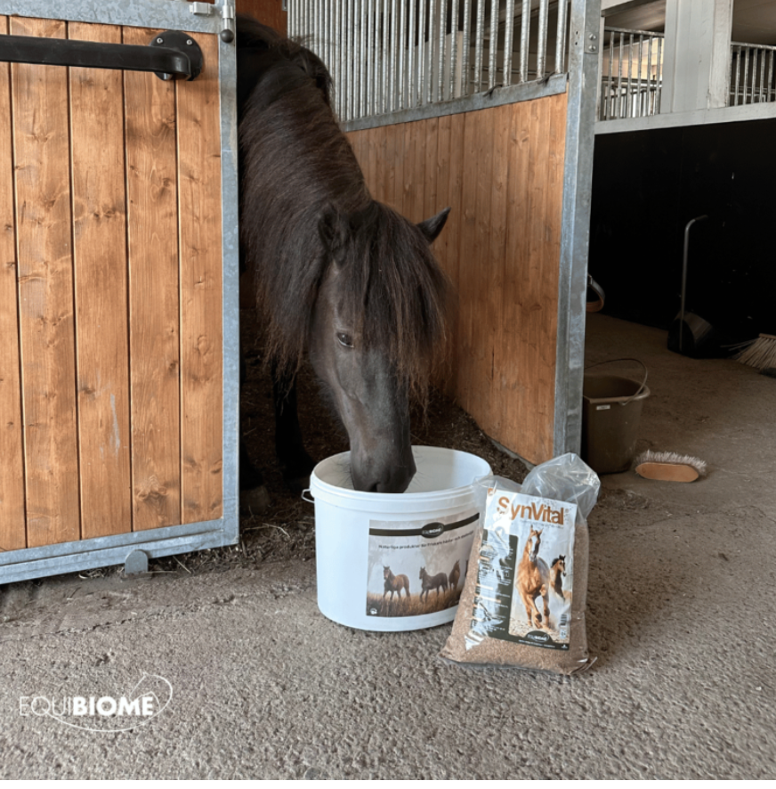 SynVital Kompletteringsfoder Pre- och probiotika för din häst